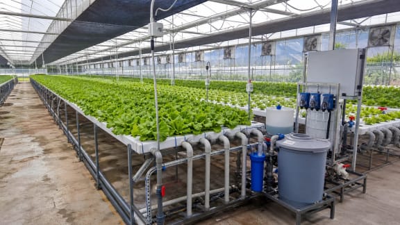 Hydroponic Greenhouse Growing System in an illustrative agricultural technology context in Türkiye