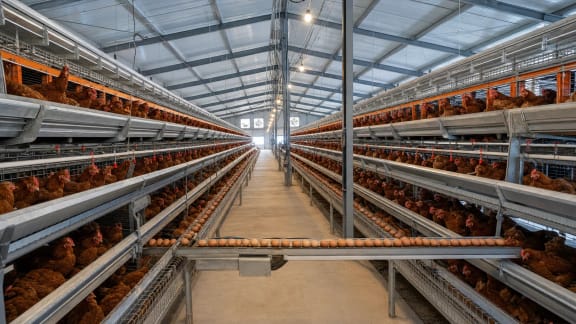 Automated Layer House and Egg-Collection System in an illustrative agricultural technology context in Türkiye