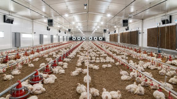 Automated Broiler House Feeding, Drinking and Climate-Control System in an illustrative agricultural technology context in Türkiye
