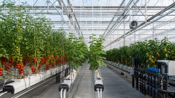 Soilless Tomato, Cucumber and Pepper Greenhouse System in an illustrative agricultural technology context in Türkiye