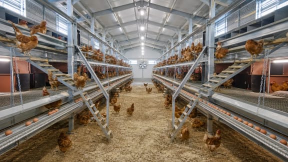Commercial Layer Cage and Aviary System in an illustrative agricultural technology context in Türkiye