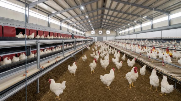 Poultry Breeder Farm Equipment System in an illustrative agricultural technology context in Türkiye
